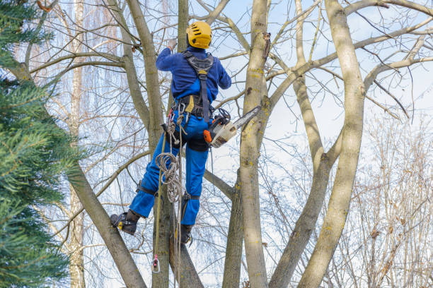 Best Leaf Removal  in Sutherlin, OR