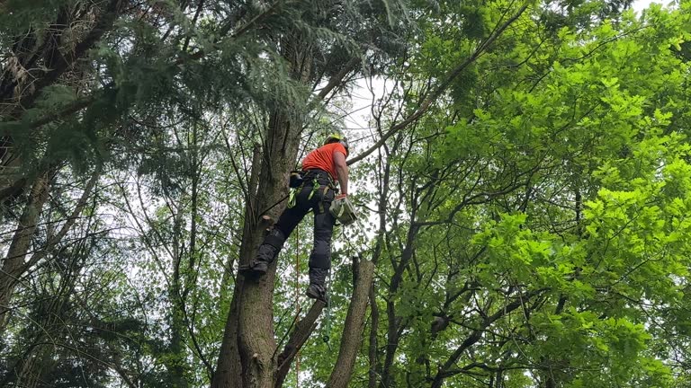 Best Emergency Tree Removal  in Sutherlin, OR