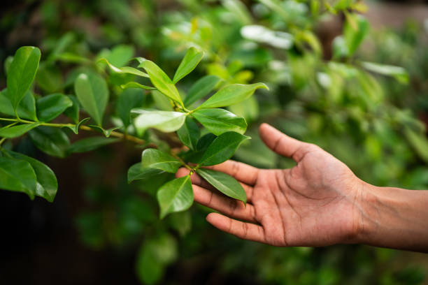 Sutherlin, OR Tree Care Services Company