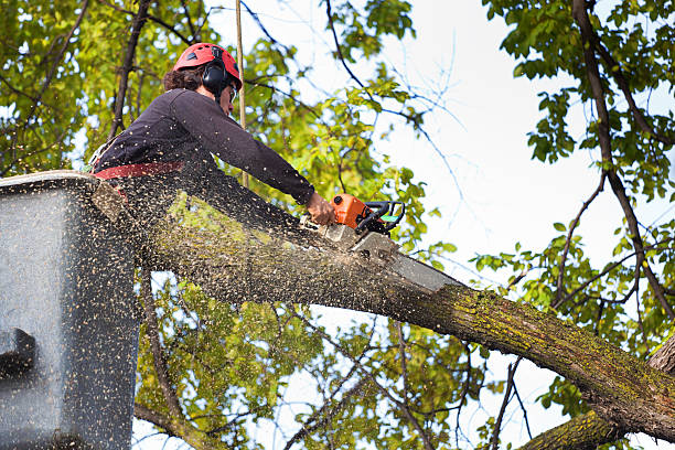 Best Tree Trimming and Pruning  in Sutherlin, OR